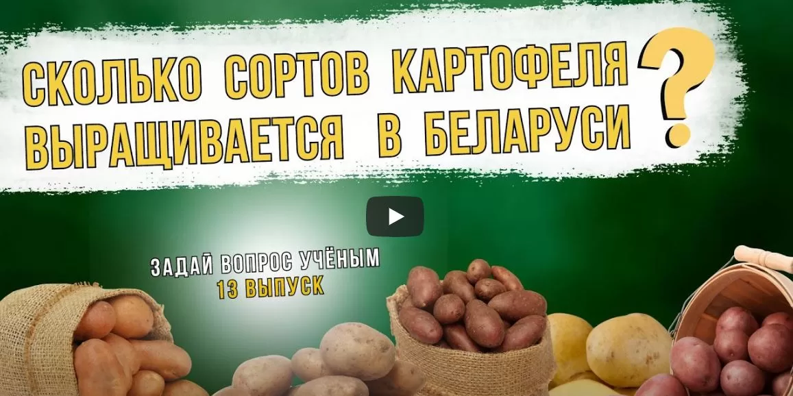 Выпуск №13 - Сколько сортов картофеля выращивается в Беларуси?